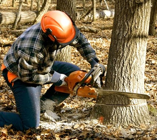 Tree Removal in Shongaloo, LA
